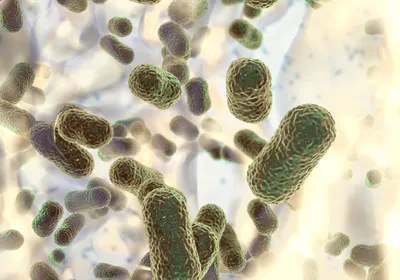 3D illustration of greenish-brown rod-shaped bacteria. 3D illustration of greenish-brown rod-shaped bacteria.